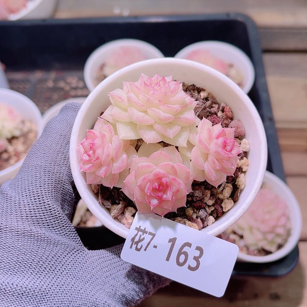 花07-163白天鹅群