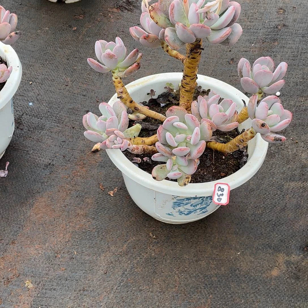 830灰姑娘 一物一拍多肉