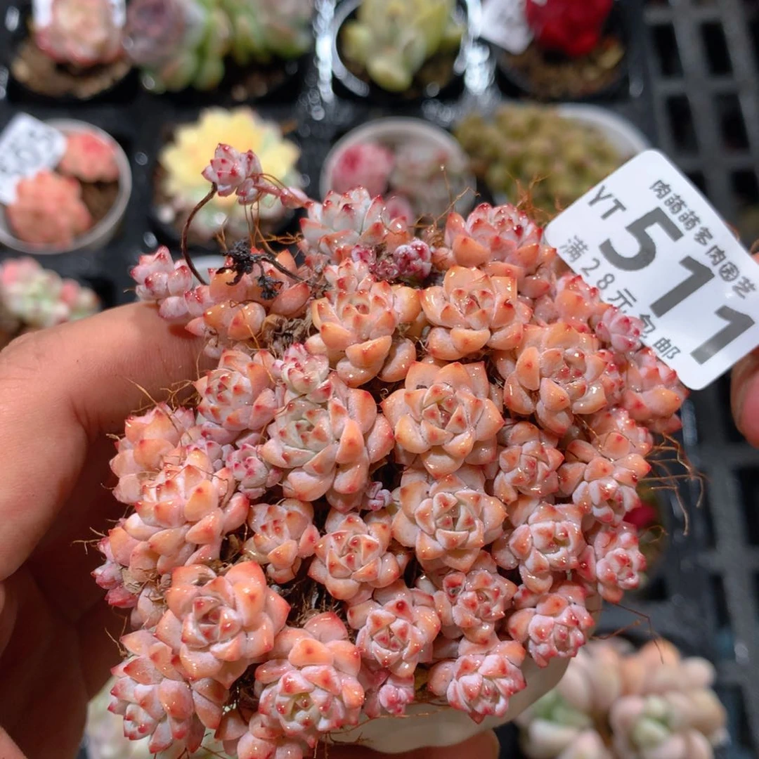 5CM拇指盆精控多肉YT511