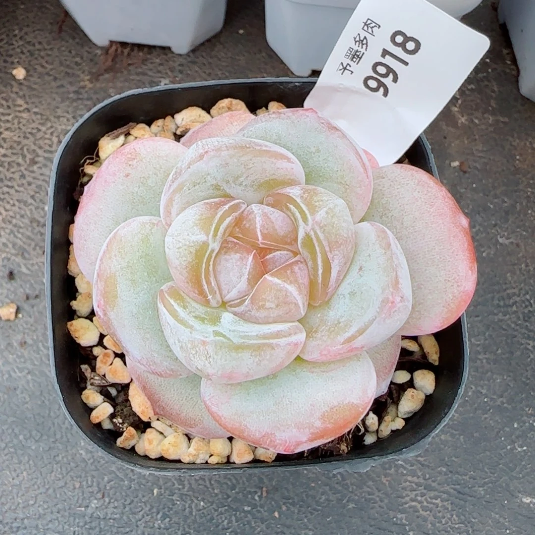 紫粉，9918多肉植物
