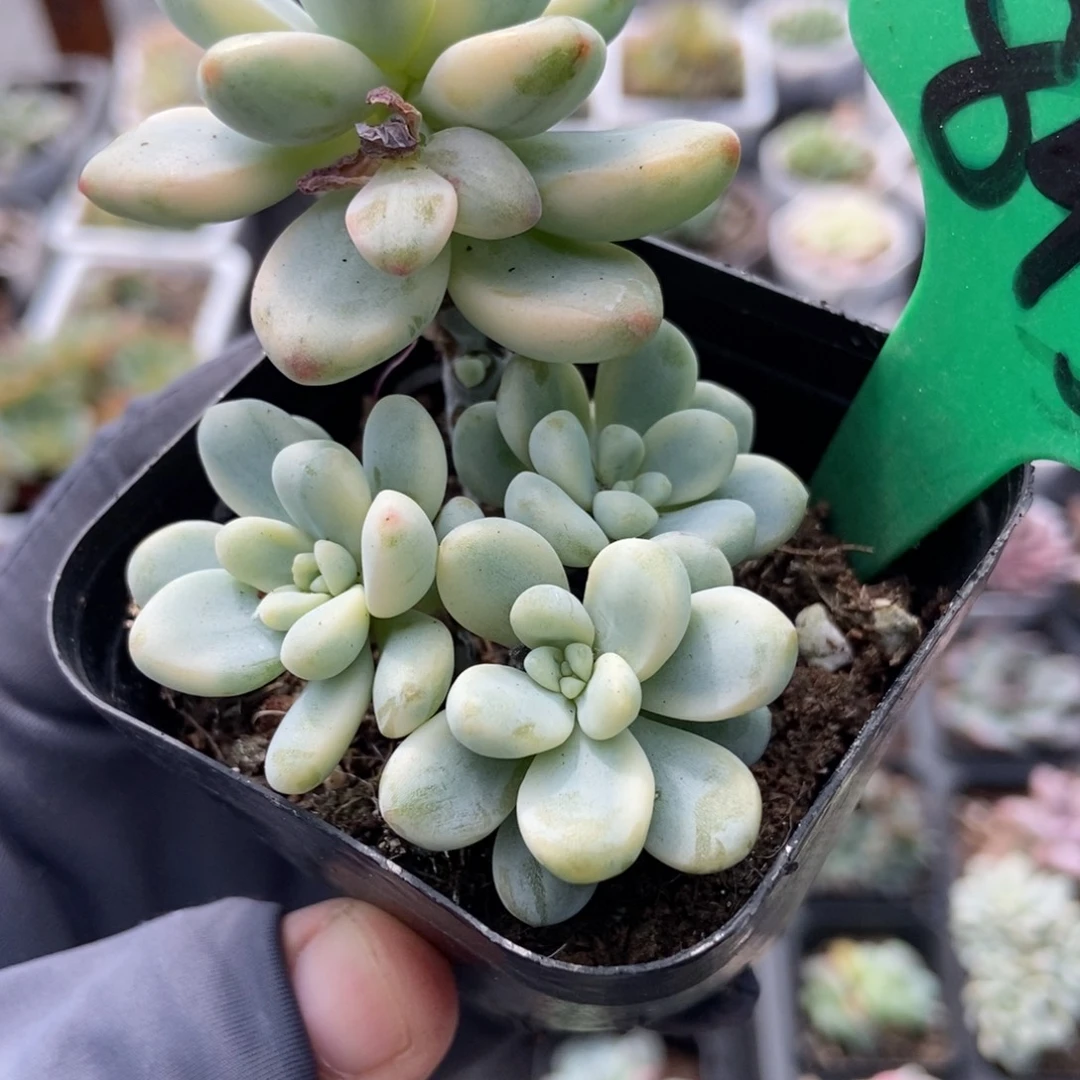 843劳尔锦多肉植物
