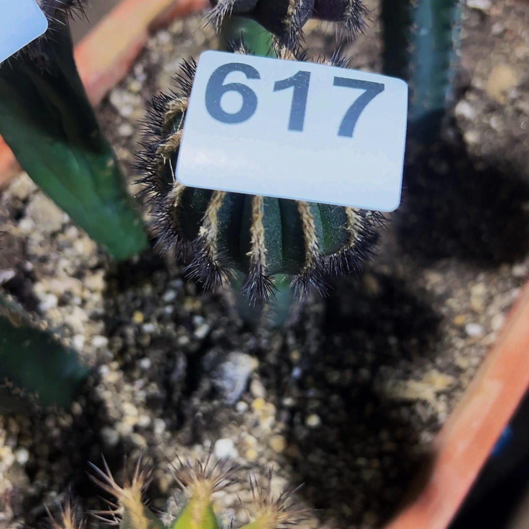 老***刘无花朵福利尤波球617