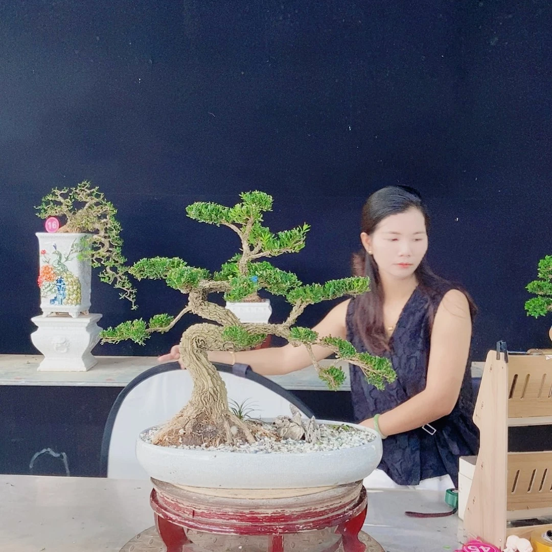 当前无花朵，栽培后可花朵