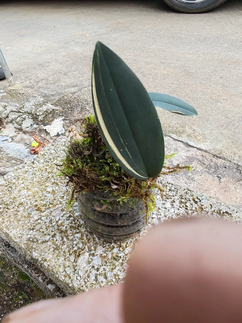 兔耳兰漂亮绿植盆栽适合阳台庭院观赏