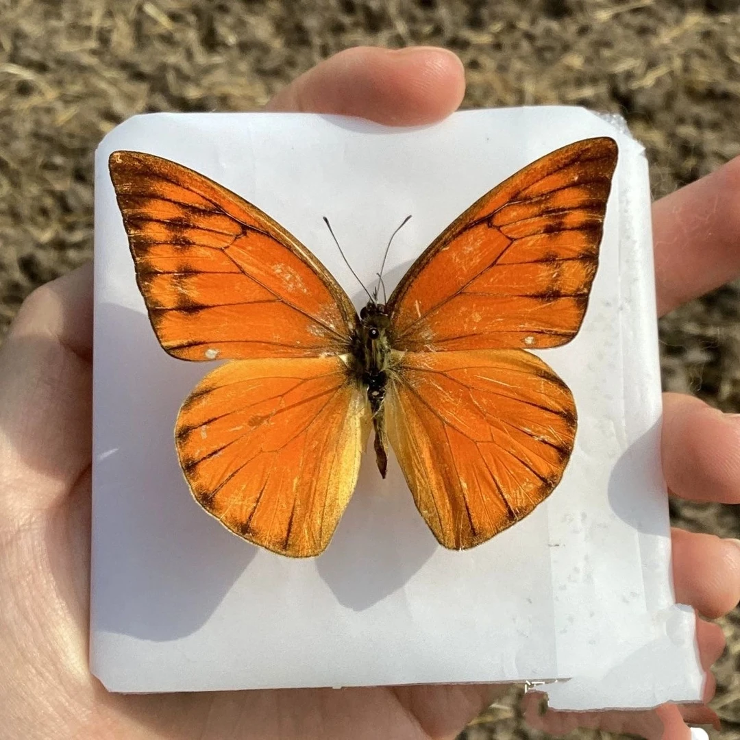 红翅尖粉蝶真蝴蝶标本教学研究摄影道具DIY家居装饰画情人节礼物