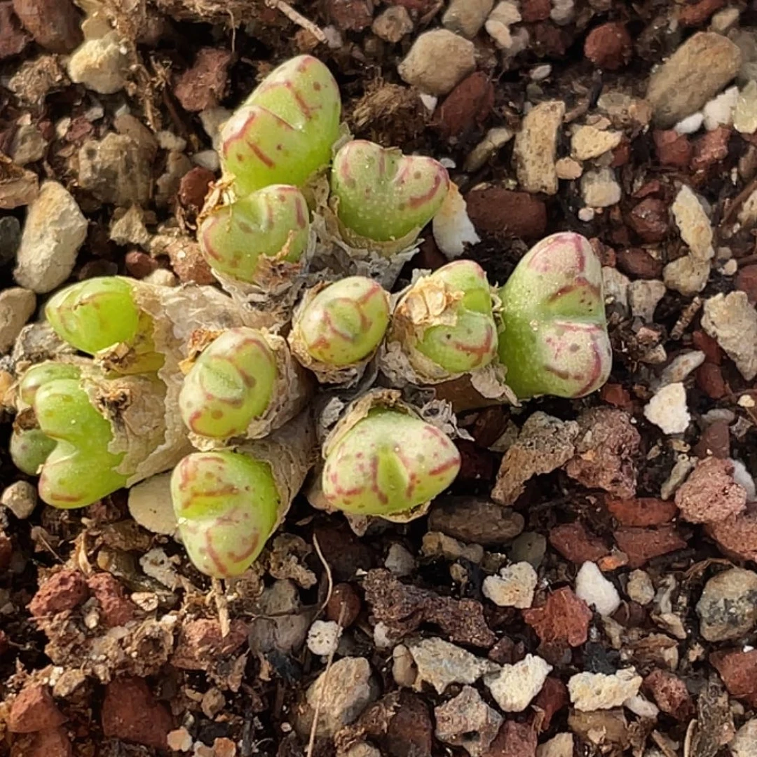 31-100肉锥多肉植物