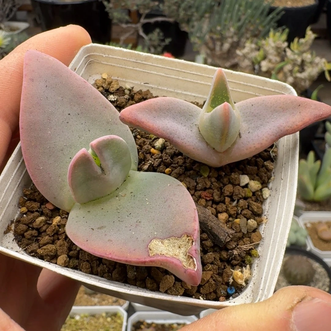 唇齿之翼多肉。