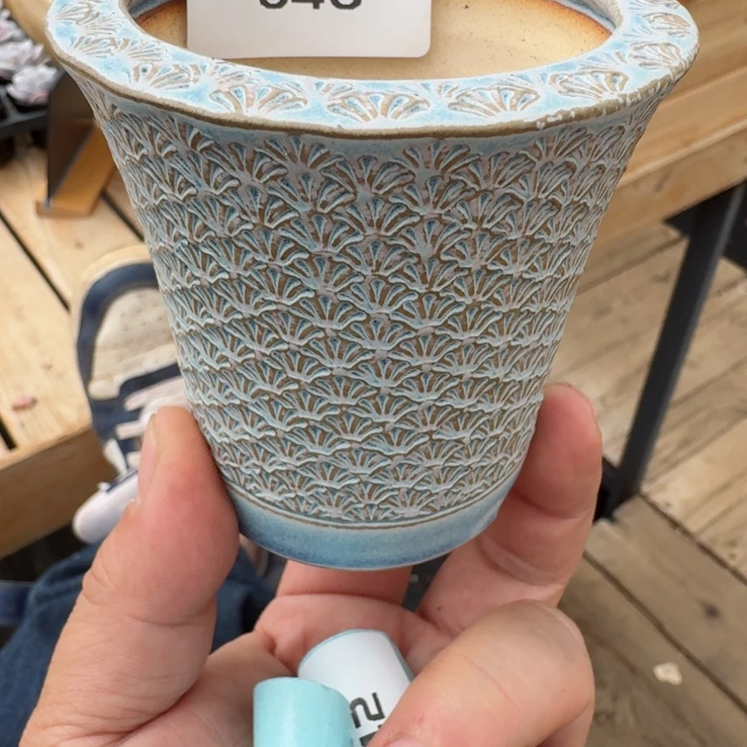 小*多肉植物新年发财040