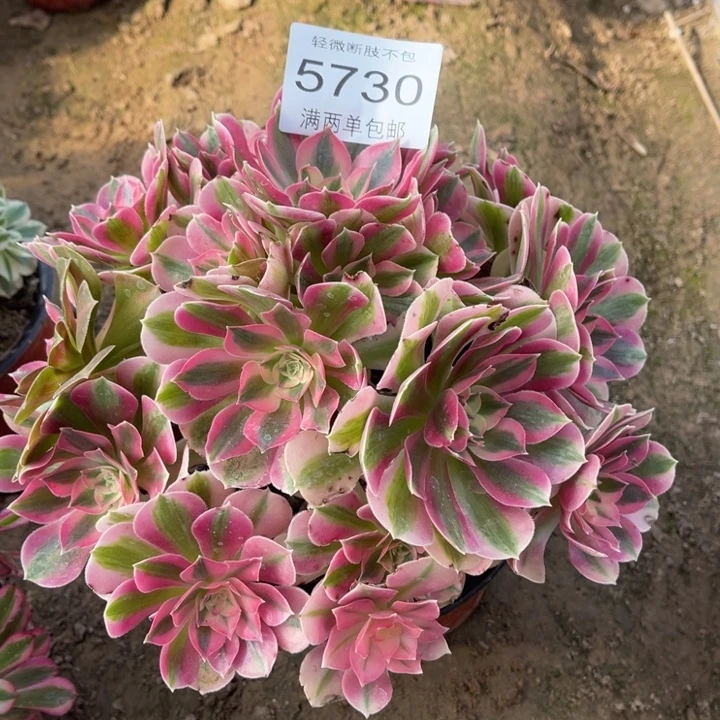 5730女巫的人多肉的