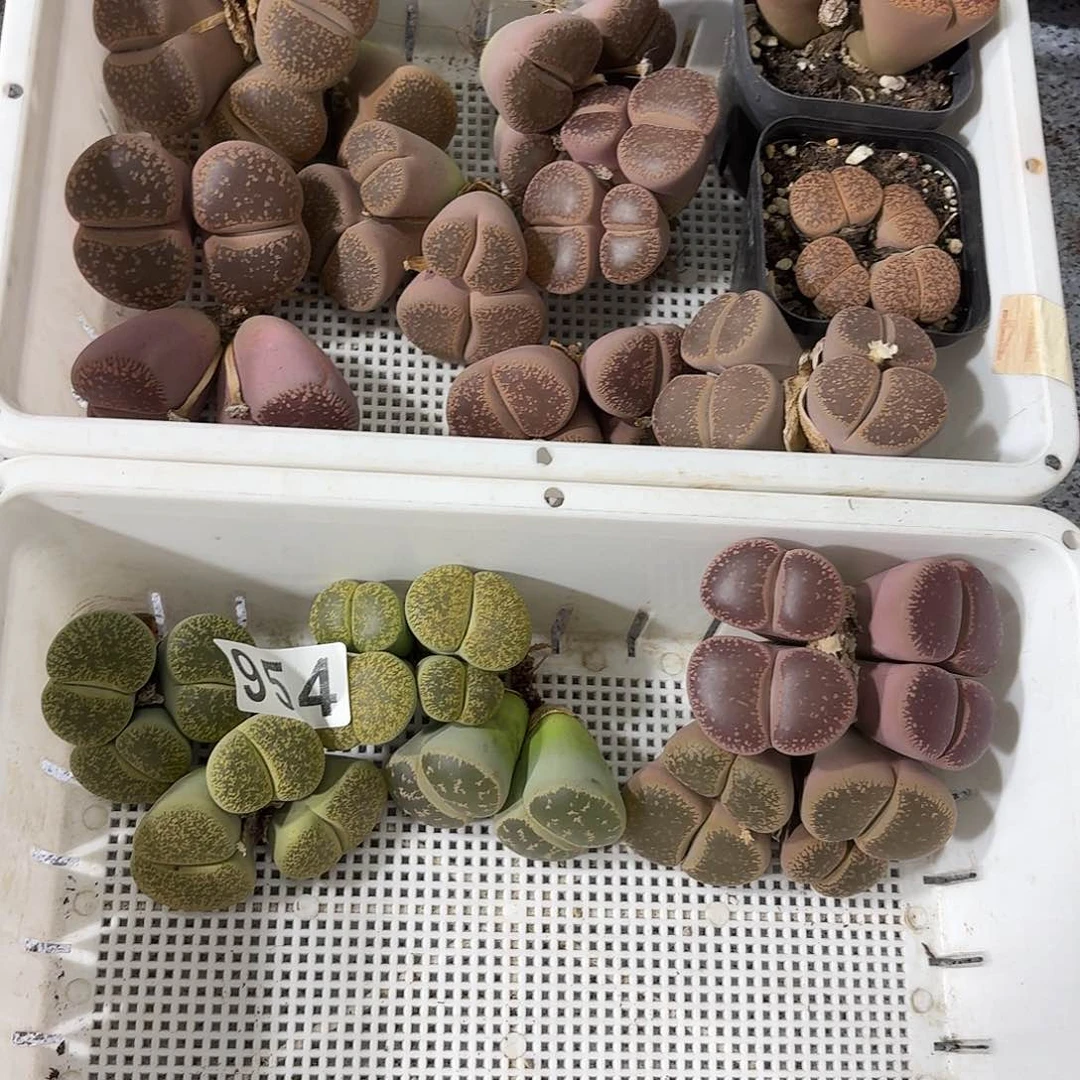 生石花一物一拍17颗954