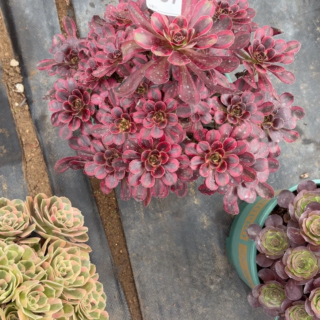 157香奈儿多肉植物发货