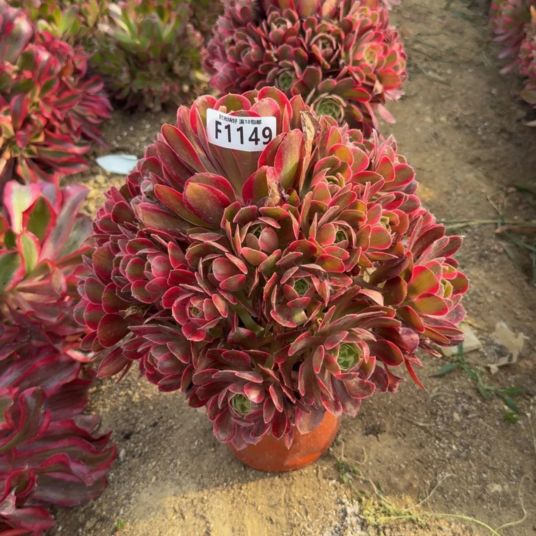 1149妖月。多肉植物