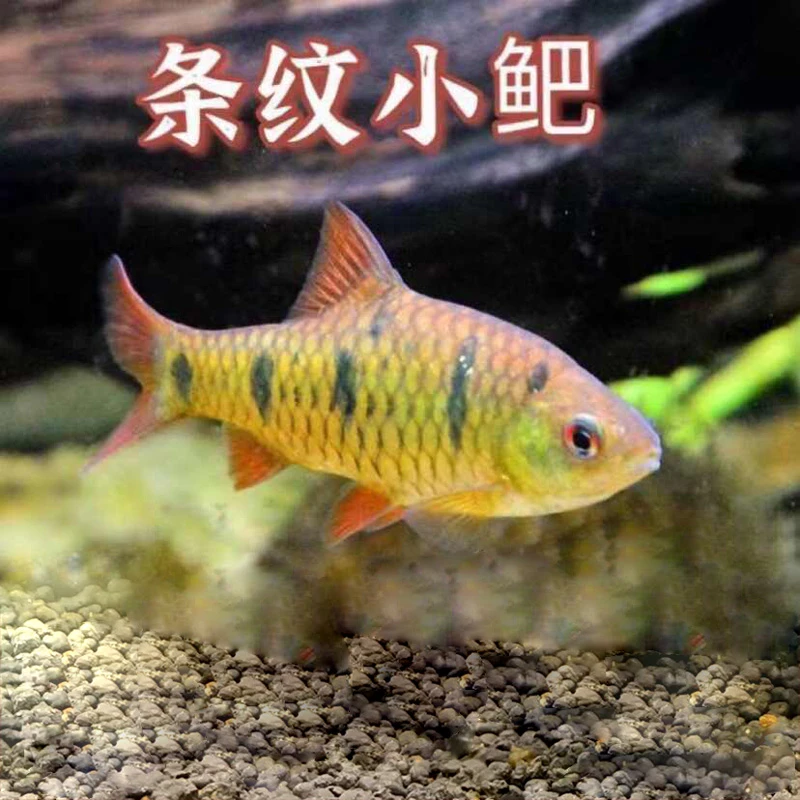 条纹小鲃 观赏鱼斗鱼伴侣淡水观赏鱼中国斗鱼伴侣清澡鱼冷水鱼