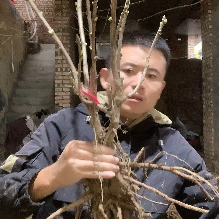 多***感当前无花栽培后可以开花牡丹
