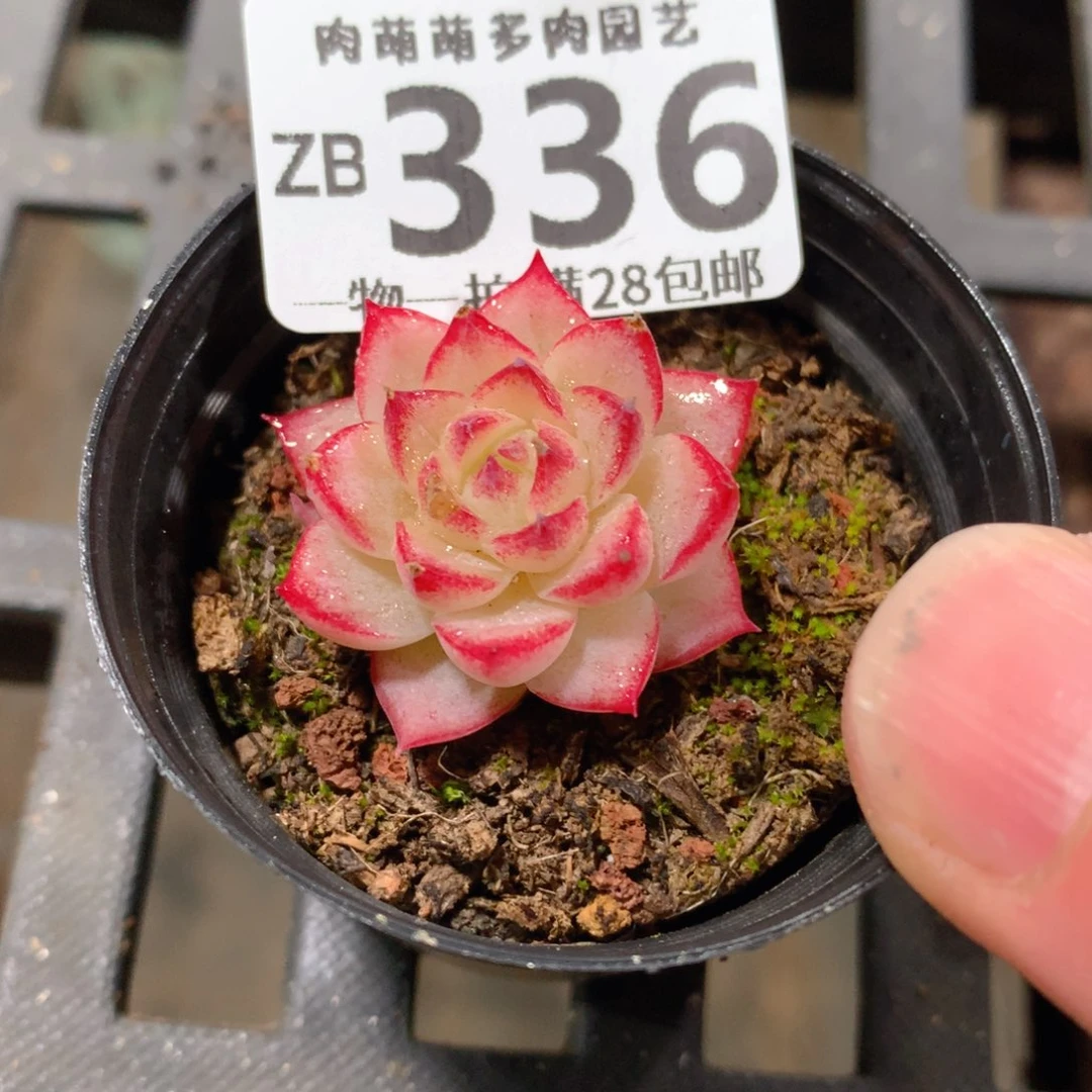 肉萌萌拇指盆精控多肉ZB336