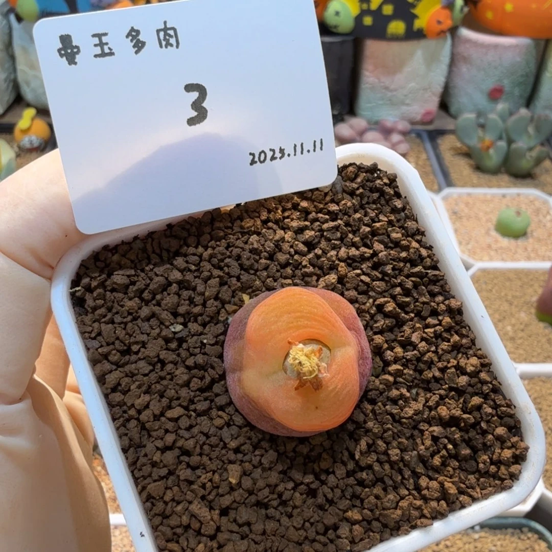 多肉多肉多肉11.11-003 水蜜桃