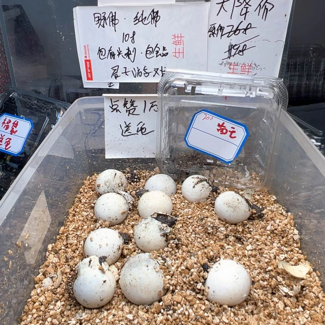 母小鳄龟开蛋野佛包头刺 不退不退换