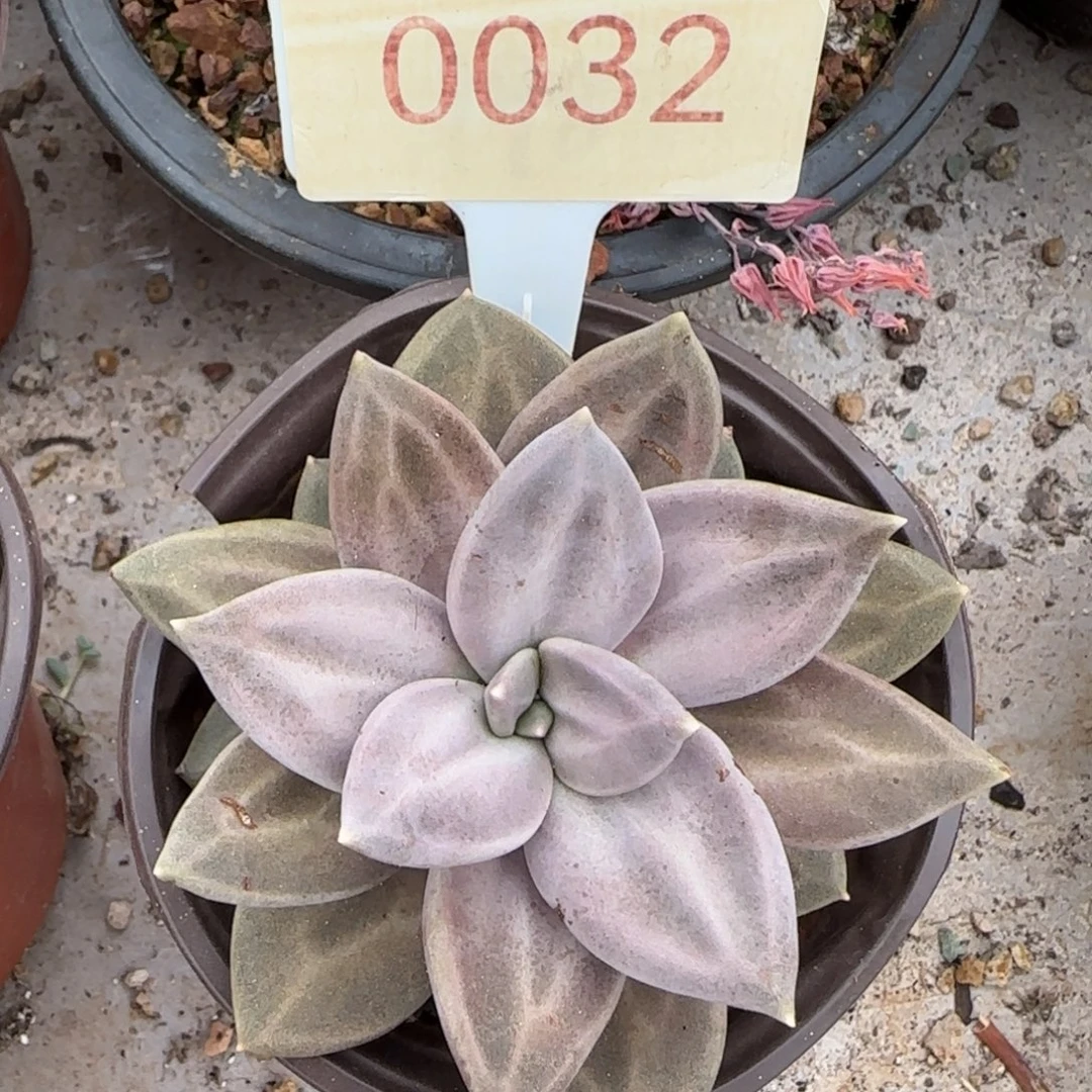 0032。     惜春。