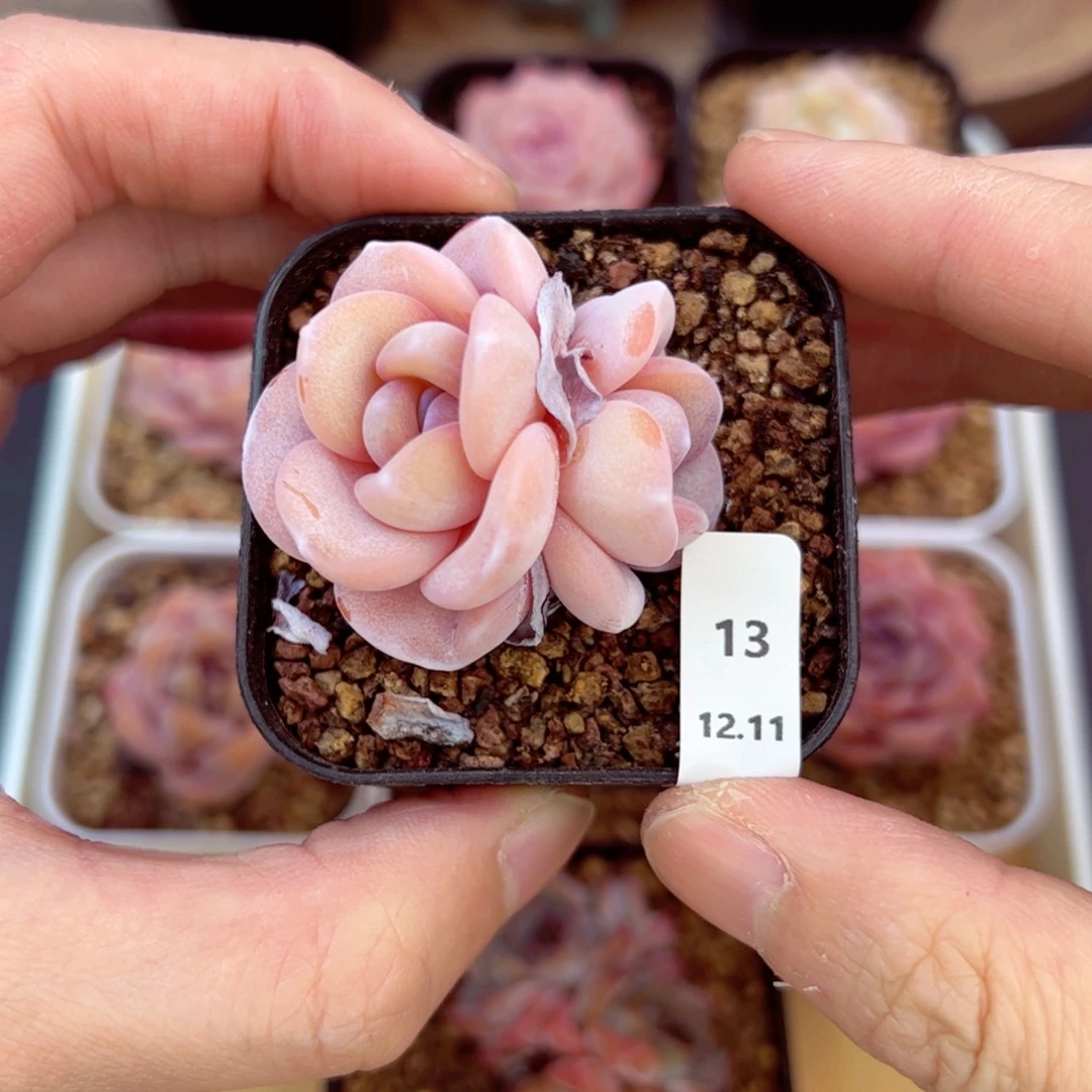 好好看13、哈哈哈哈