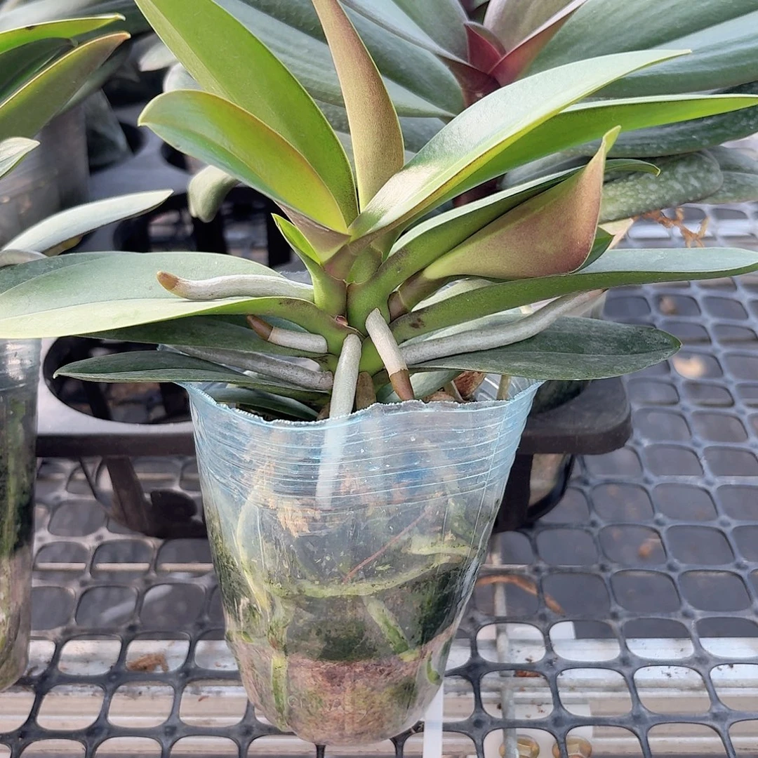 无花朵小叶新品多头带香味1颗