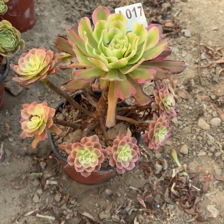 月婵多肉植物不包损017
