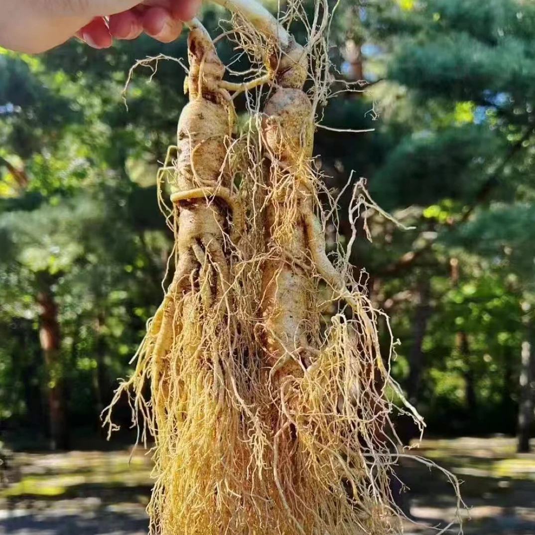 长白山8-10年新鲜人参 泡酒煲汤炖鸡