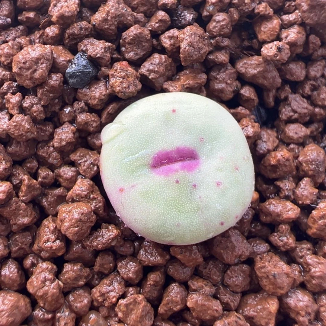 175多肉植物种类多样