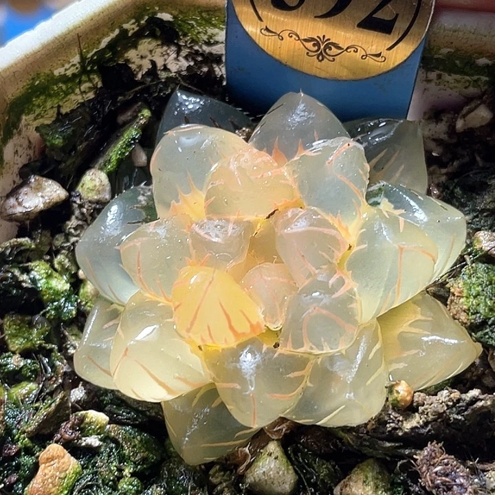 592糊斑水中月锦特选福利