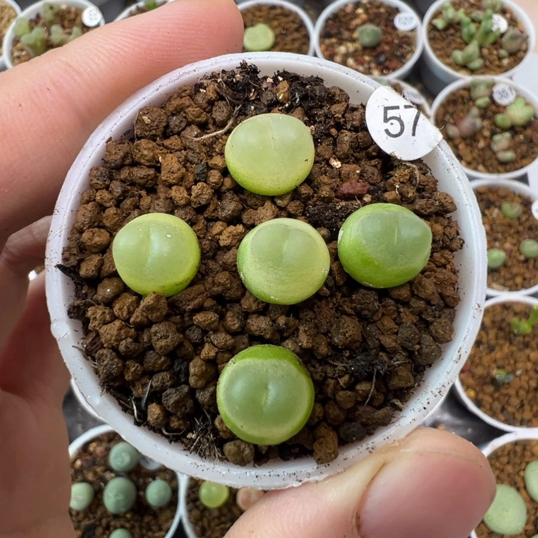 拉登一颗脱土570000