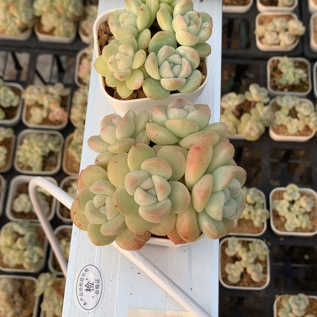 多肉植物一物一拍