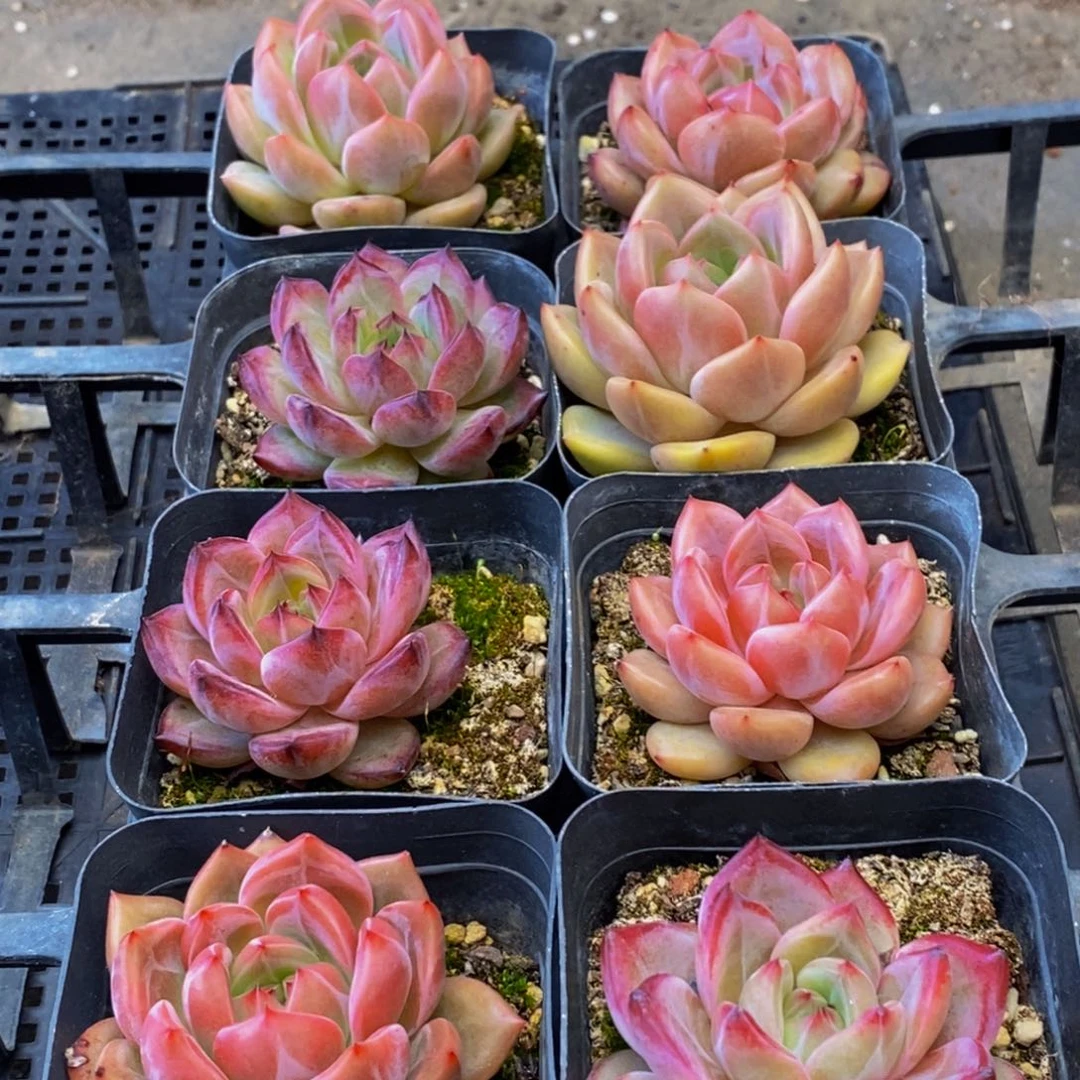 匡*101多肉酱面膜祛痘去黑头