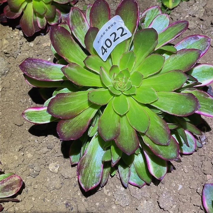 402/红孔雀翎多肉植物