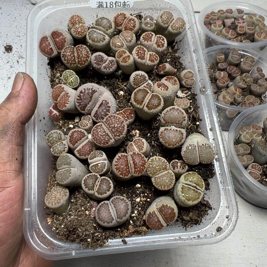 【闪购商品】大*本 1265。