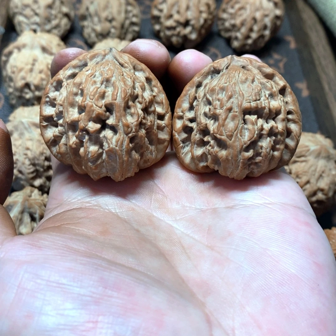 40红皮三角白全品