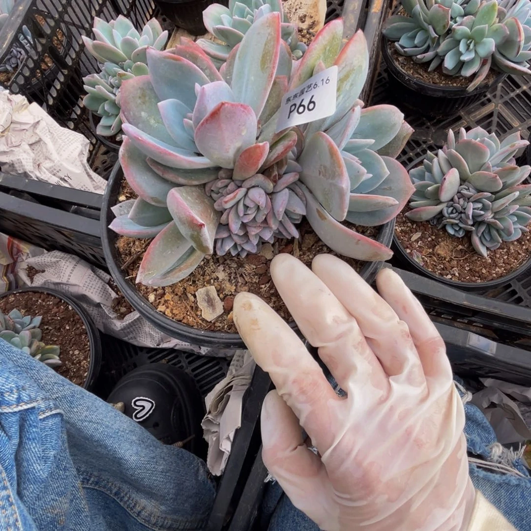 鸢***妮p66奶茶群生无砍多头