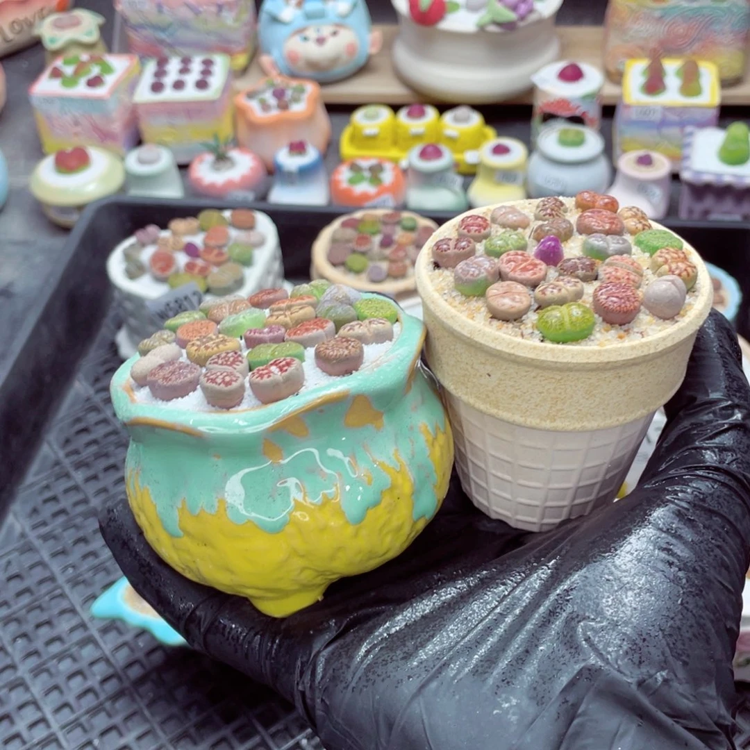 w5819--带盆土发货