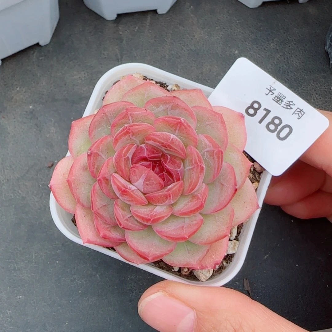 琴心下播福利，8180多肉植物