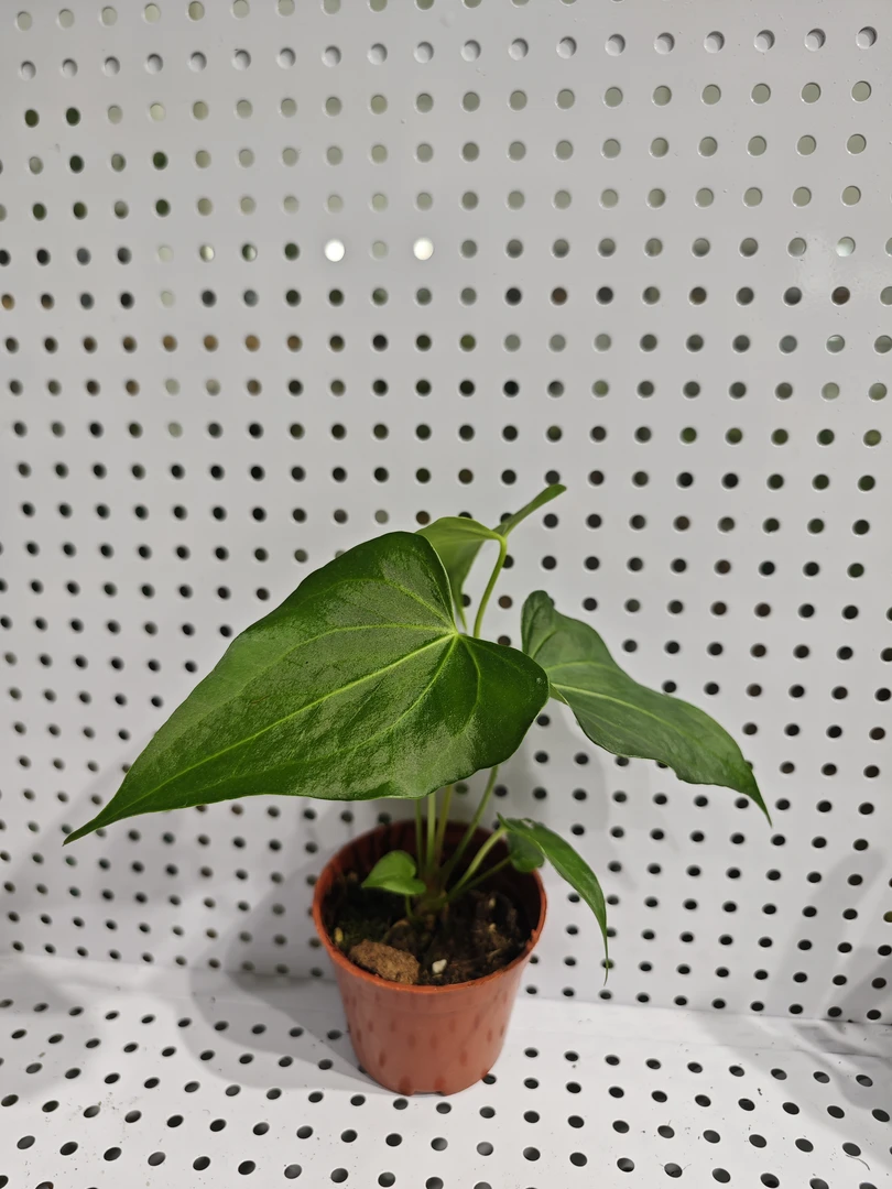 热植三角洲花烛绿植