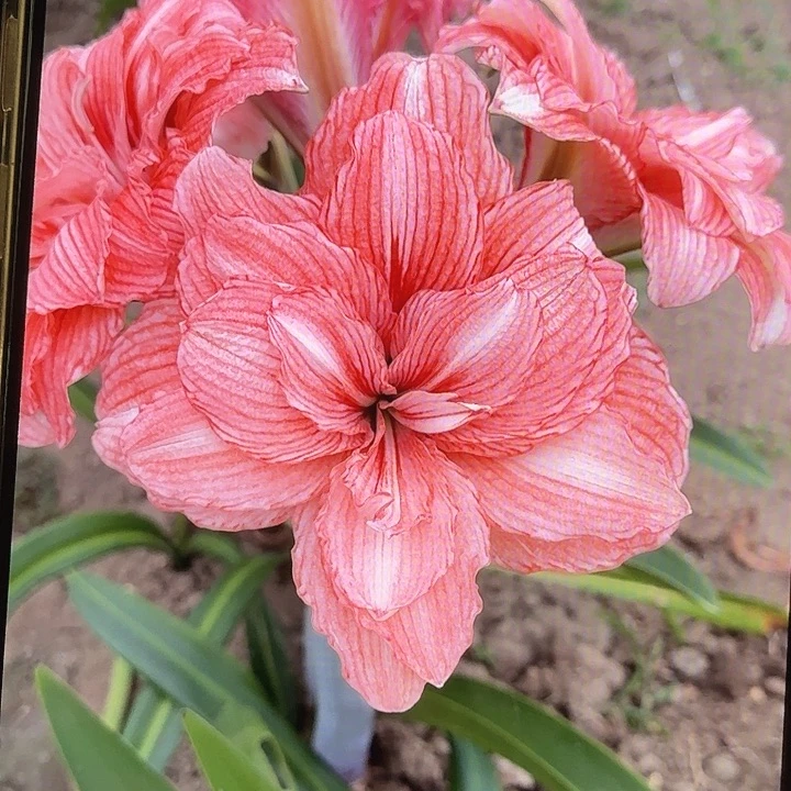 光羽豆沙直径7+基地球