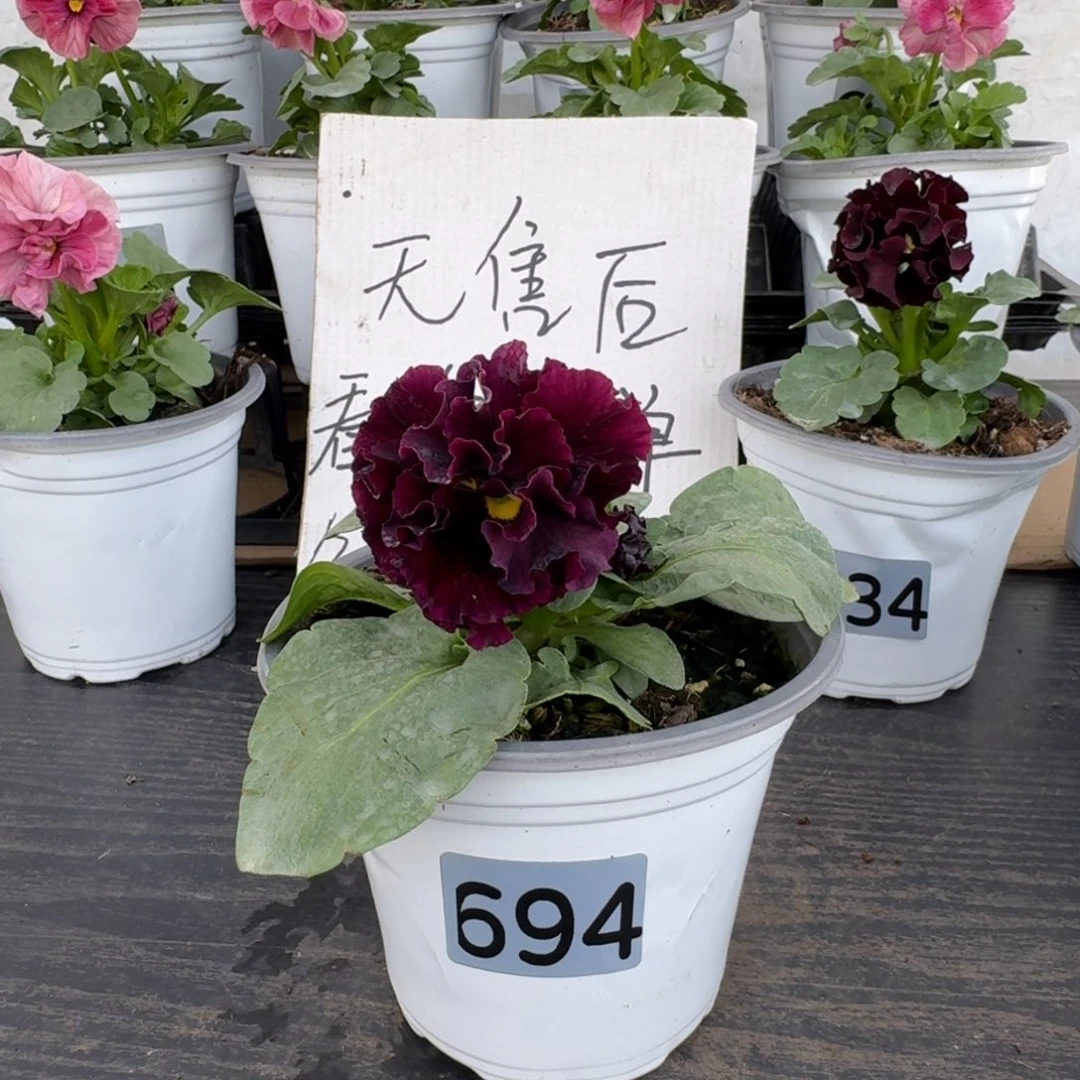 全部花朵694号晚礼服