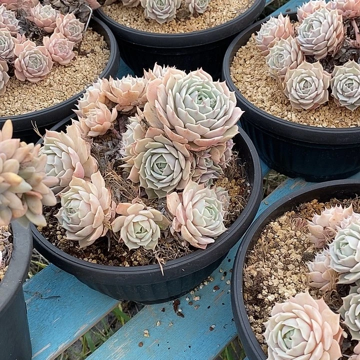 整群无坎露娜连多头