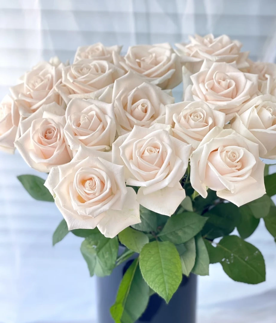 芬德拉玫瑰（收到花有问题第一时间联系客服，手把手教您养花）