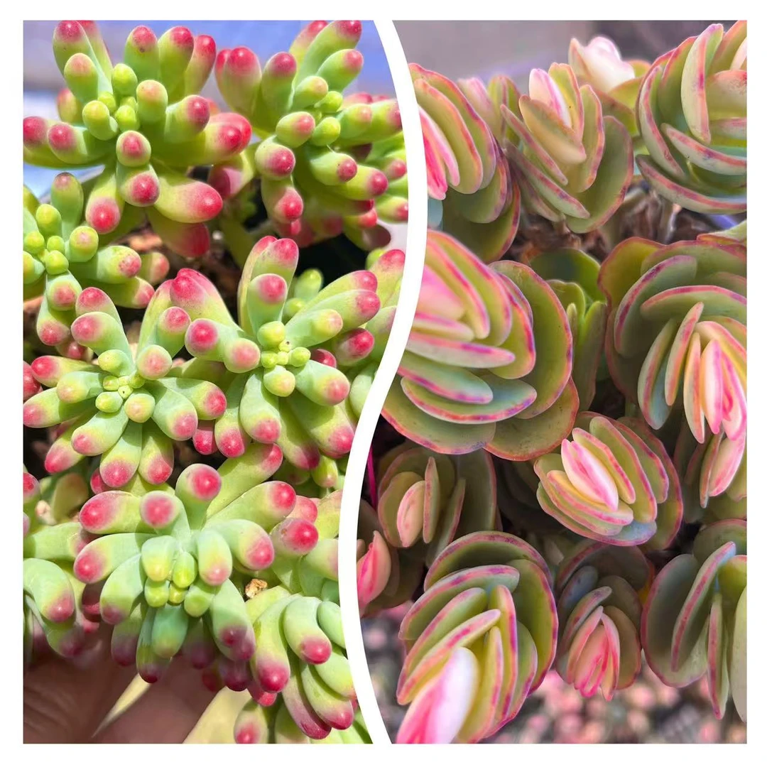 【香香春萌+贝壳仙子】带盆带土喜阳少水云南发新手简单好养多肉