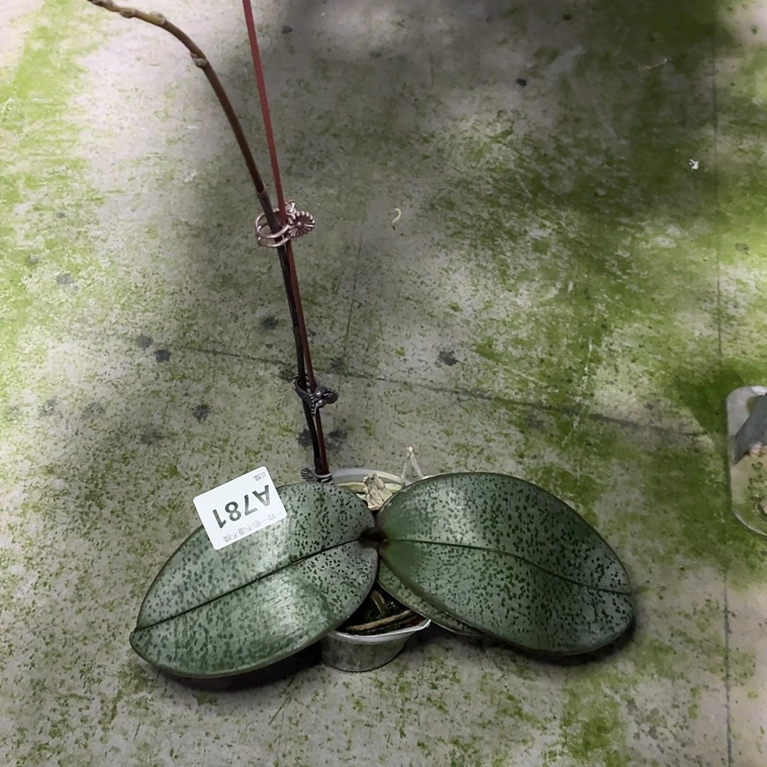 当前无花朵，栽培后可花朵A781yss1146三寸杯带花剑