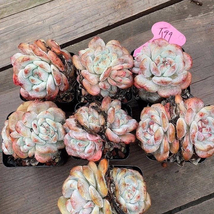 七盆奶盖多肉植物老桩199