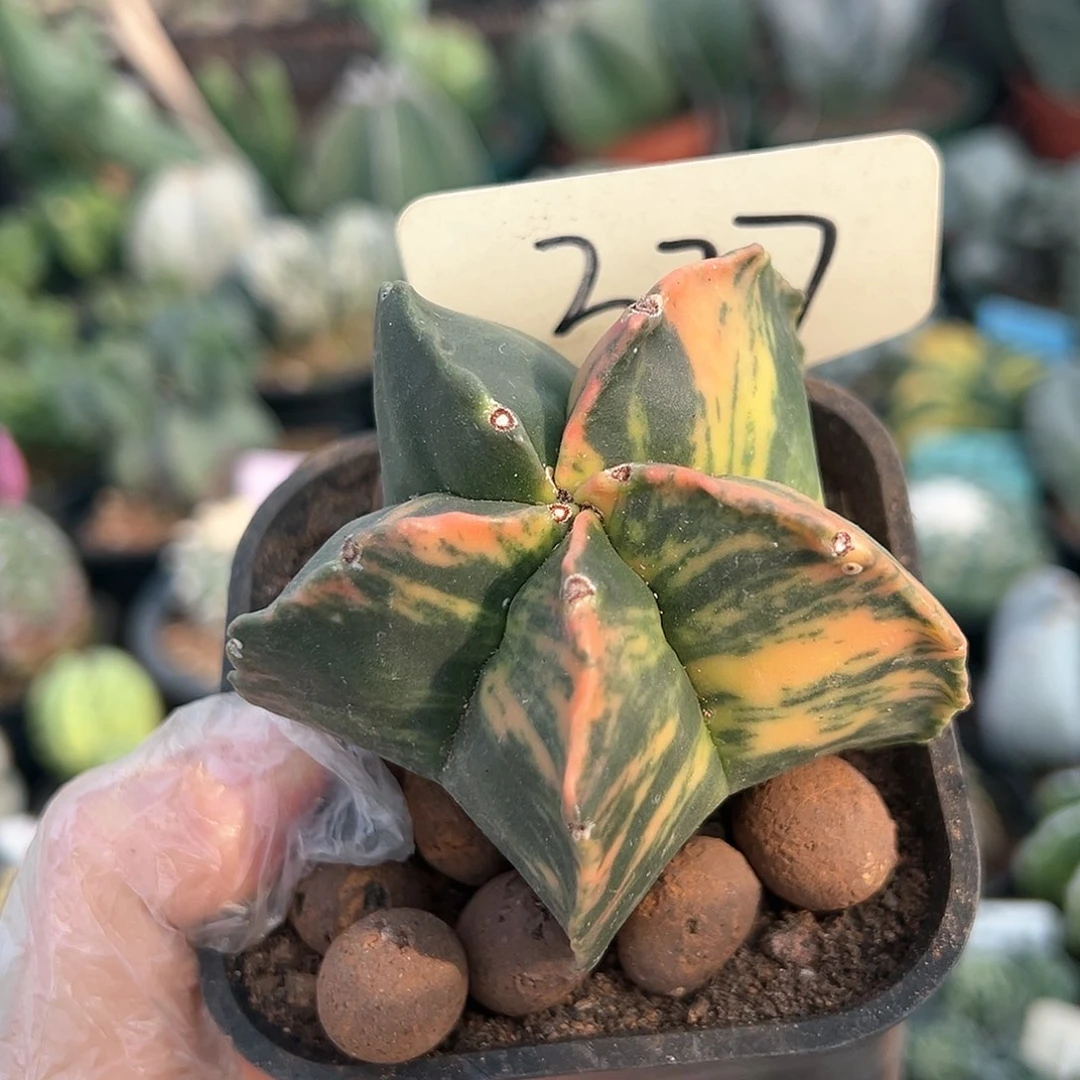 看咯哦哦哦哦哦哦