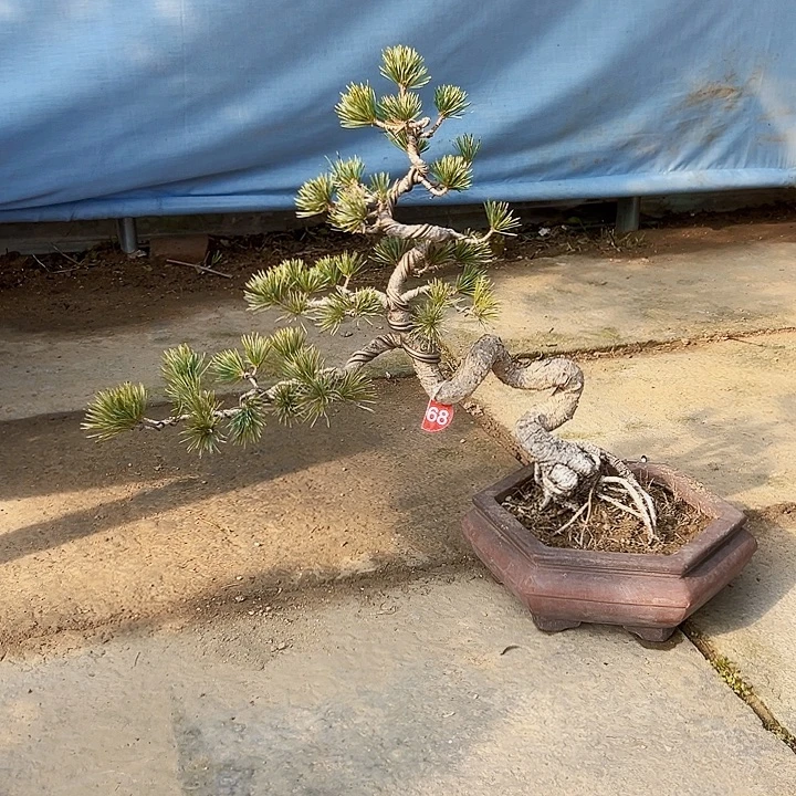 无花朵五针松盆景一颗