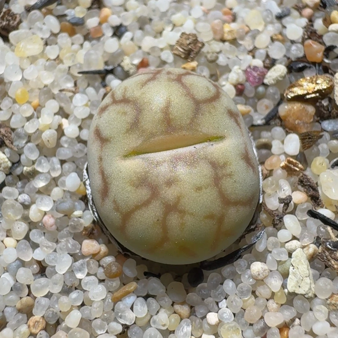 Ssss精品生石花177女娲石