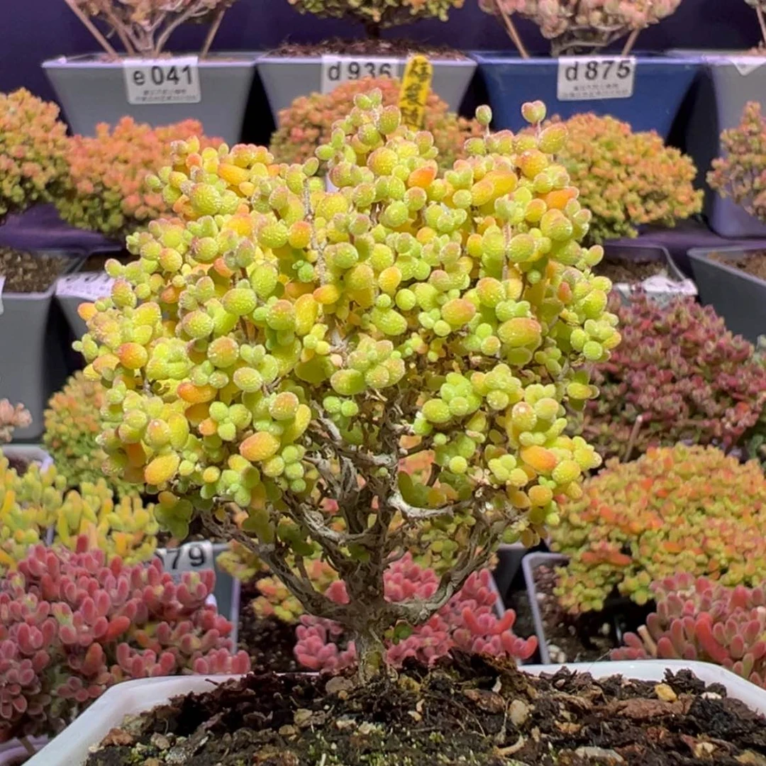 【闪购商品】e063小小米枝干番杏