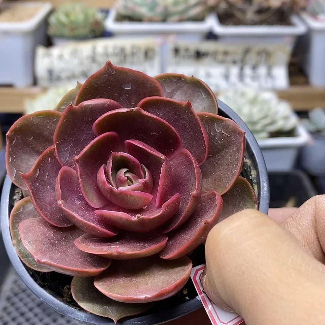 3151 红滩多肉植物